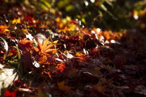 福岡　風景写真　紅葉の写真　ブルームスベリーフォトプロダクション　Tatsuya Fukuda 0358