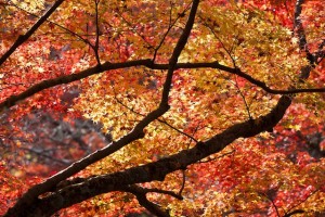 福岡　風景写真　紅葉の写真　ブルームスベリーフォトプロダクション　Tatsuya Fukuda 0358