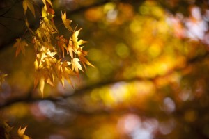 福岡　風景写真　紅葉の写真　ブルームスベリーフォトプロダクション　Tatsuya Fukuda 0358