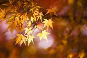 福岡　写真家Tatsuya Fukuda　風景写真　紅葉の写真　イベント撮影　ロケ撮　0358