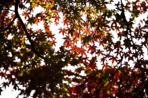 福岡　写真家Tatsuya Fukuda　風景写真　紅葉の写真　イベント撮影　ロケ撮　0358