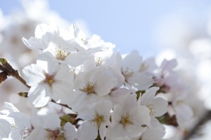 フォトスクール　福岡　写真教室　デジカメ講座　出張撮影　イベント撮影　0358