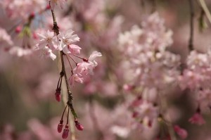 福岡　フォトスクール　写真教室　デジカメ講座　ロケ撮　写真の撮り方　0358