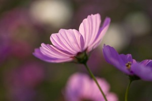 福岡　フォトスクール　デジカメ講座　写真教室　ストックフォト　0358